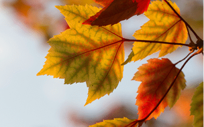 HUIDVERZORGING IN DE HERFST…